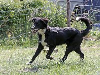 Puppys van Bliss040622-0184